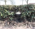Water loopt met een goot onder de heg door over fietspad naar de sloot